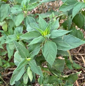 Mirabilis jalapa at Throsby, ACT - 6 Feb 2025 by RangerRiley