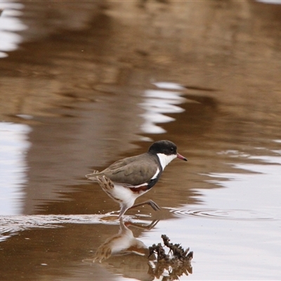 Erythrogonys cinctus (Red-kneed Dotterel) at Throsby, ACT - 16 Feb 2025 by TCosta