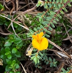 Pultenaea maritima (Coastal Bush-pea) at Arrawarra Headland, NSW - 12 Sep 2024 by Tapirlord