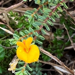 Pultenaea maritima at suppressed - suppressed