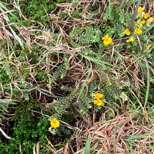 Pultenaea maritima at suppressed - suppressed