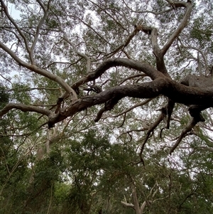 Eucalyptus pilularis at Red Rock, NSW - 12 Sep 2024 10:01 AM