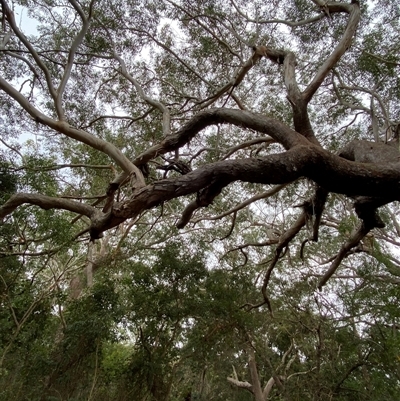 Eucalyptus pilularis (Blackbutt) at Red Rock, NSW - 12 Sep 2024 by Tapirlord