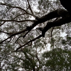 Eucalyptus pilularis at Red Rock, NSW - 12 Sep 2024 10:01 AM