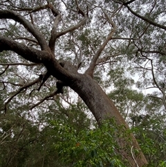 Eucalyptus pilularis at Red Rock, NSW - 12 Sep 2024 10:01 AM