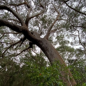 Eucalyptus pilularis at Red Rock, NSW - 12 Sep 2024 10:01 AM
