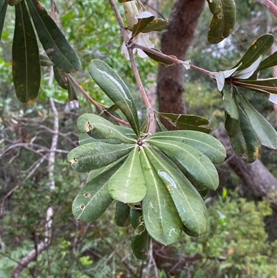 Banksia integrifolia subsp. integrifolia (Coast Banksia) at Corindi Beach, NSW - 12 Sep 2024 by Tapirlord