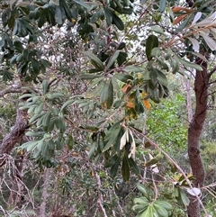 Banksia integrifolia subsp. integrifolia at Corindi Beach, NSW - 12 Sep 2024 10:00 AM