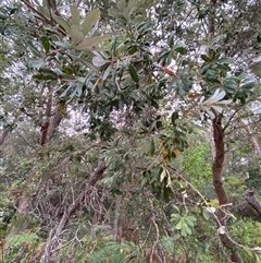 Banksia integrifolia subsp. integrifolia at Corindi Beach, NSW - 12 Sep 2024 10:00 AM