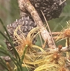 Allocasuarina littoralis (Black She-oak) at Bonny Hills, NSW by pls047