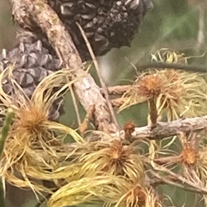 Allocasuarina littoralis at Bonny Hills, NSW - suppressed