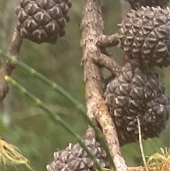 Allocasuarina littoralis at Bonny Hills, NSW - suppressed