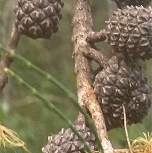 Allocasuarina littoralis at Bonny Hills, NSW - suppressed