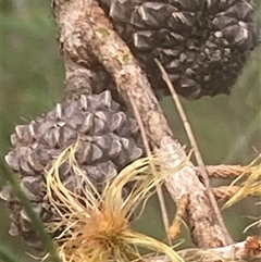 Allocasuarina littoralis at Bonny Hills, NSW - suppressed