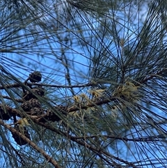 Allocasuarina littoralis at Bonny Hills, NSW - suppressed