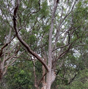 Angophora costata subsp. costata (Rusty Gum) at Corindi Beach, NSW - 12 Sep 2024 by Tapirlord