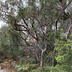 Angophora costata subsp. costata at Corindi Beach, NSW - 12 Sep 2024 09:58 AM