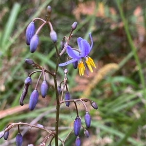 Dianella caerulea (Common Flax Lily) at Corindi Beach, NSW - 12 Sep 2024 by Tapirlord