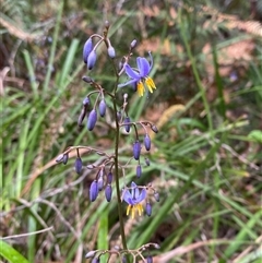 Dianella caerulea at Corindi Beach, NSW - 12 Sep 2024 09:58 AM