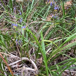 Dianella caerulea at Corindi Beach, NSW - 12 Sep 2024 09:58 AM