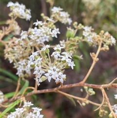 Astrotricha longifolia (Long-leaf Star-hair) at Corindi Beach, NSW - 12 Sep 2024 by Tapirlord