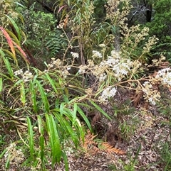 Astrotricha longifolia at Corindi Beach, NSW - 12 Sep 2024 09:58 AM