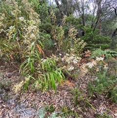 Astrotricha longifolia at Corindi Beach, NSW - 12 Sep 2024 09:58 AM