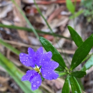 Dampiera stricta (Blue Dampiera) at Corindi Beach, NSW - 12 Sep 2024 by Tapirlord