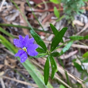 Dampiera sylvestris at Corindi Beach, NSW - 12 Sep 2024 09:57 AM