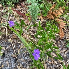 Dampiera sylvestris at Corindi Beach, NSW - 12 Sep 2024 09:57 AM