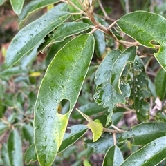 Alphitonia excelsa (Red Ash) at Corindi Beach, NSW - 12 Sep 2024 by Tapirlord