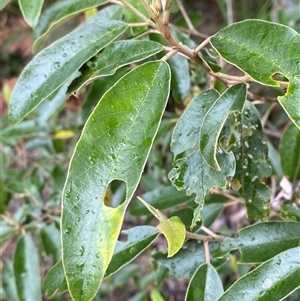 Alphitonia excelsa at Corindi Beach, NSW - 12 Sep 2024 09:57 AM