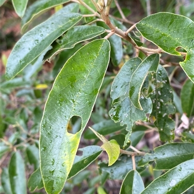 Alphitonia excelsa (Red Ash) at Corindi Beach, NSW - 12 Sep 2024 by Tapirlord