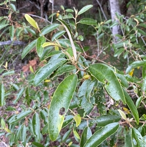 Alphitonia excelsa at Corindi Beach, NSW - 12 Sep 2024 09:57 AM