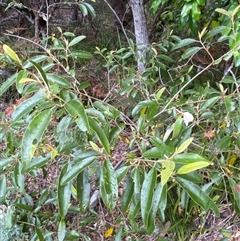 Alphitonia excelsa at Corindi Beach, NSW - 12 Sep 2024 09:57 AM