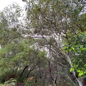 Alphitonia excelsa at Corindi Beach, NSW - 12 Sep 2024 09:57 AM