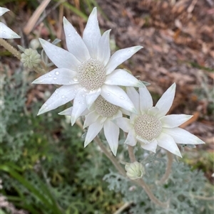 Actinotus helianthi at Corindi Beach, NSW - suppressed