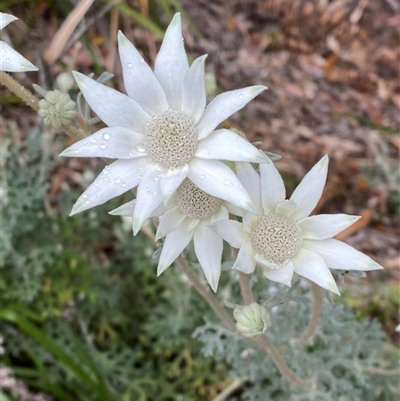 Actinotus helianthi (Flannel Flower) at Corindi Beach, NSW - 12 Sep 2024 by Tapirlord