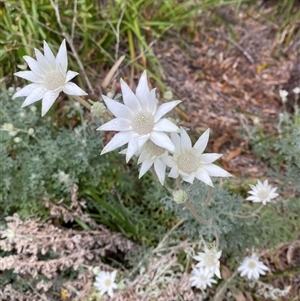 Actinotus helianthi at Corindi Beach, NSW - suppressed