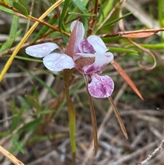 Diuris pictilis ms (Red Rock Donkey Orchid) at Red Rock, NSW by Tapirlord