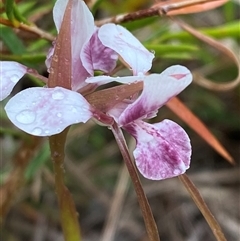 Diuris pictilis ms at suppressed - suppressed