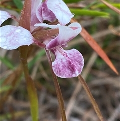 Diuris pictilis ms at suppressed - suppressed