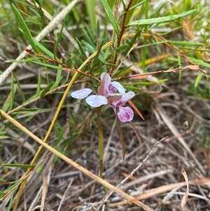Diuris pictilis ms at suppressed - suppressed