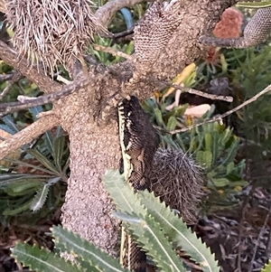 Morelia spilota mcdowelli at Diggers Camp, NSW - 11 Sep 2024 by Tapirlord