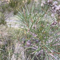 Hakea actites (Mulloway Needle Bush) at Wooli, NSW - 11 Sep 2024 by Tapirlord