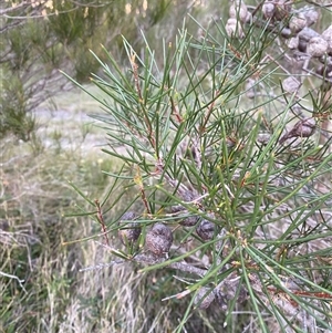 Hakea actites at Wooli, NSW - 11 Sep 2024 05:23 PM