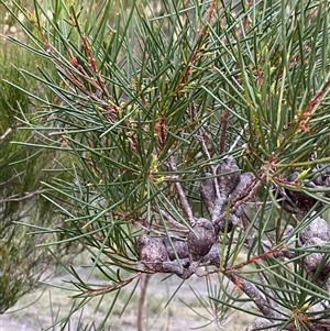 Hakea actites at Wooli, NSW - 11 Sep 2024 05:23 PM