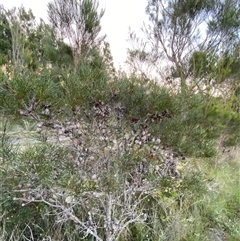 Hakea actites at Wooli, NSW - 11 Sep 2024 05:23 PM