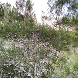 Hakea actites at Wooli, NSW - 11 Sep 2024 05:23 PM