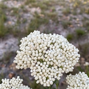 Ozothamnus diosmifolius at Wooli, NSW - 11 Sep 2024 05:22 PM